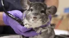 Чому шиншилла чхає, що робити